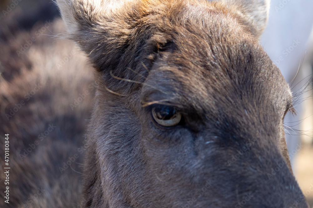 Fototapeta premium Close up of a donkey at Smokey Mountain Deer Farm and Exotic Petting Zoo, Sevierville, Tennessee