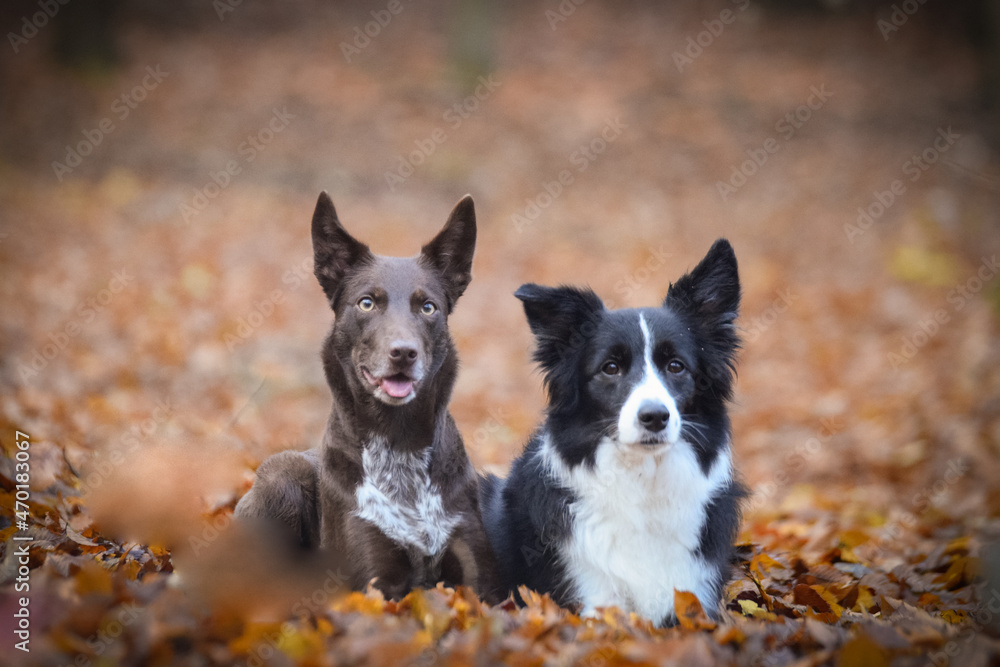 border collies are lying in the forest. It is autumn portret.