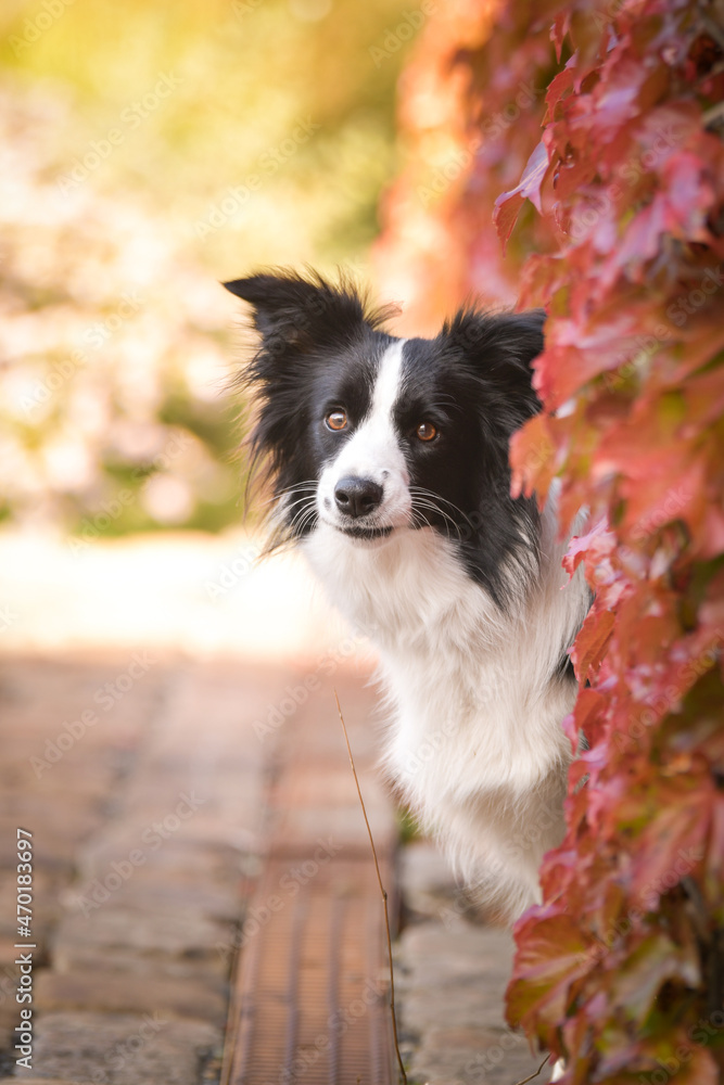 Border collie is sitting in autumn nature. She is so cute dog. Border collie is sitting in autumn nature. She is so cute dog.