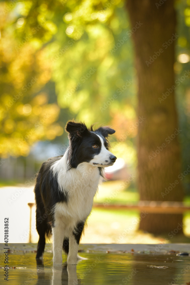 Dog border collie is standing in water. Nice dog in autumn nature.