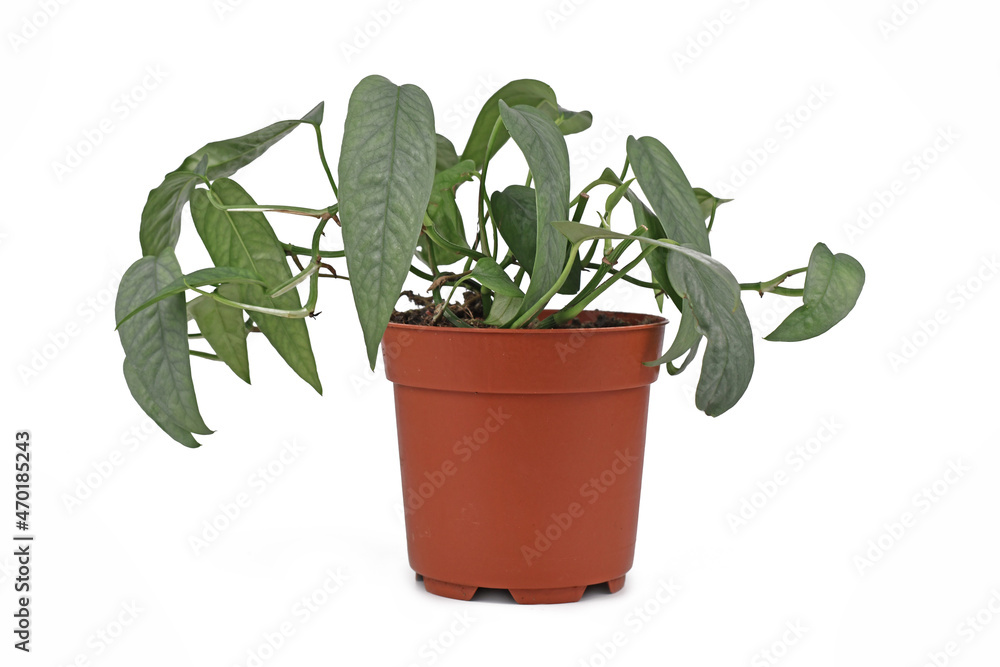 Fototapeta premium Tropical 'Epipremnum Pinnatum Cebu Blue' houseplant with silver-blue leaves in flower pot on white background
