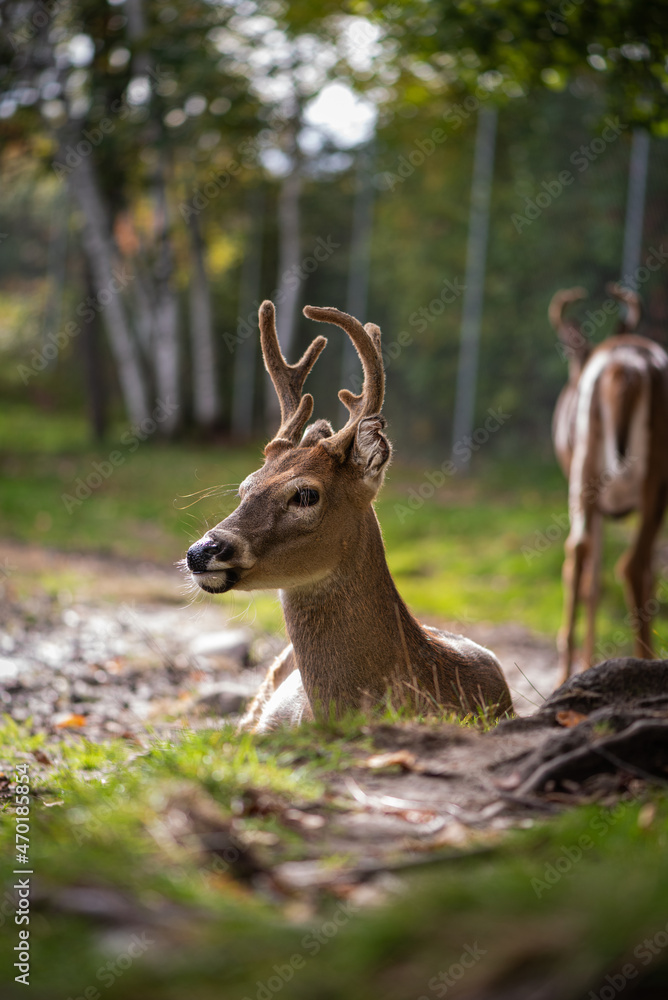 White tail deer at a deer petting park