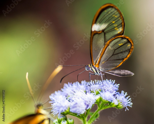 Schmetterling in der Natur - butterfly in nature - papillon dans la nature	
