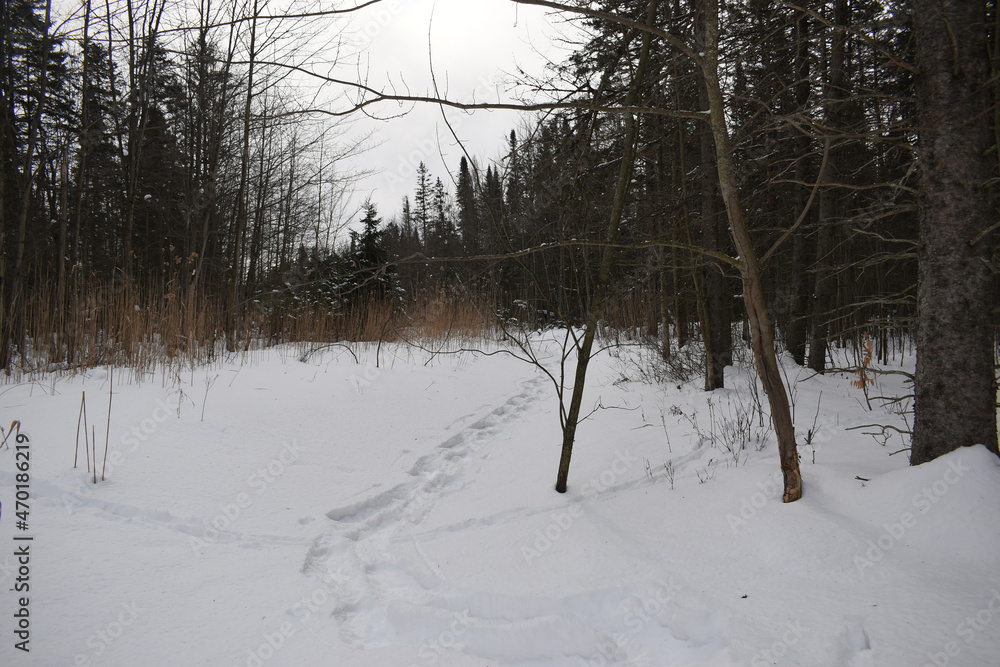 Fototapeta premium La Plaine