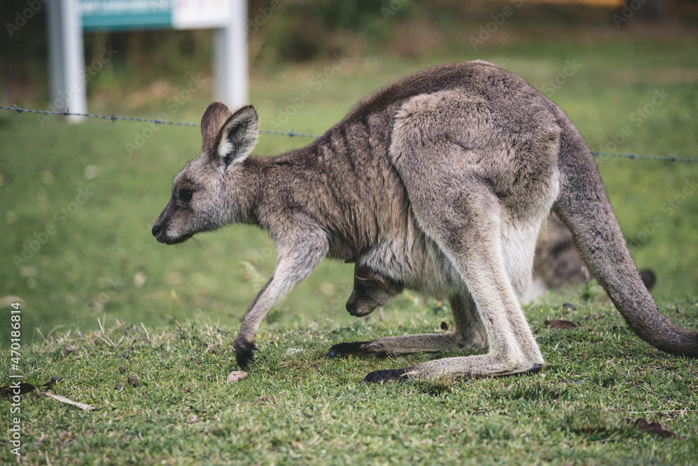 Kangaroo Kangaroo