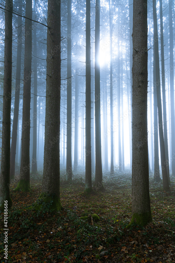 Fototapeta premium morning in the forest