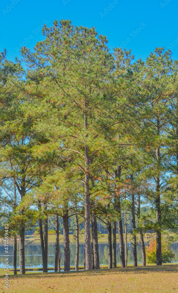 Pine Trees in Reed Bingham State Park in Adel, Colquitt County, Georgia