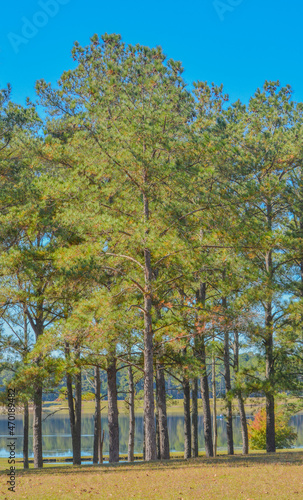 Pine Trees in Reed Bingham State Park in Adel, Colquitt County, Georgia