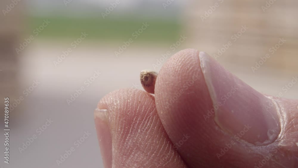 Close up macro shot on hemp seed held in farmers fingers Close up macro shot on hemp seed held in farmers fingers