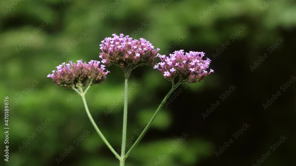Flowering purple Verbena or Vervain plant with three tops. Shallow depth of focus with middle flower in focus. Flowering purple Verbena or Vervain plant with three tops. Shallow depth of focus with middle flower in focus.