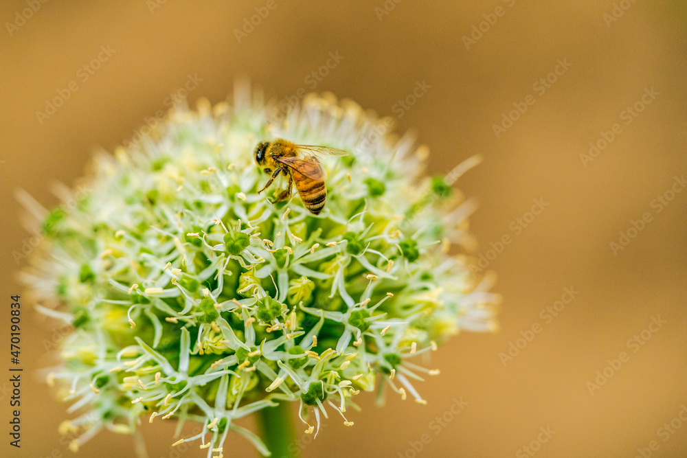 Fototapeta premium bee on a flower
