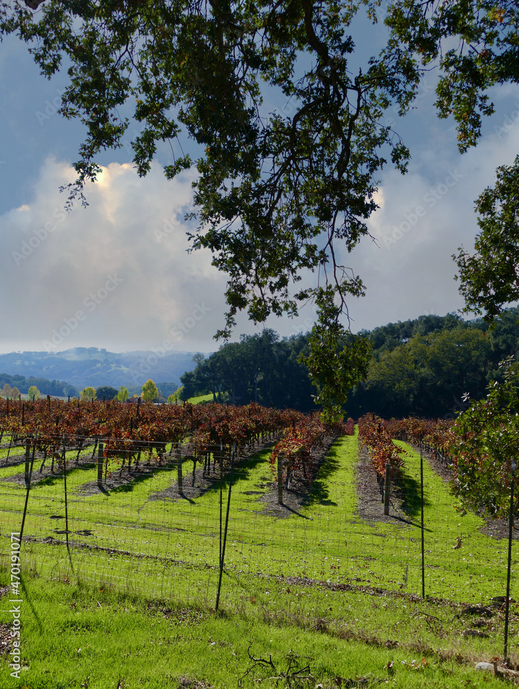 Naklejka premium vertical landscape of autumn vineyards in the countryside