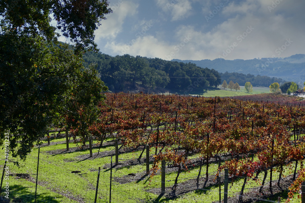 Fototapeta premium Fall leaves in the vineyard