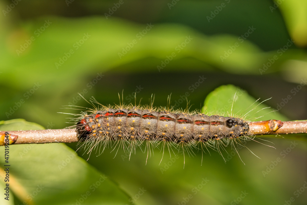 Fototapeta premium Cherry Dagger Caterpillar (Acronicta hasta)