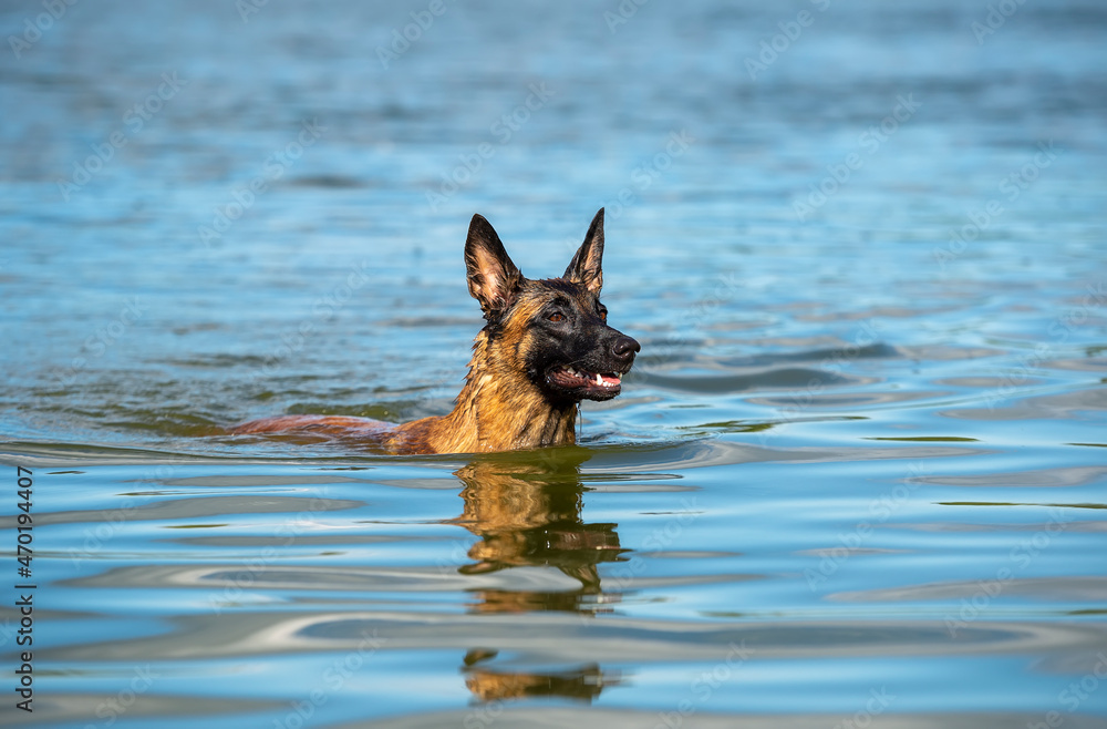 Belgian shepherd malinois dog in the water