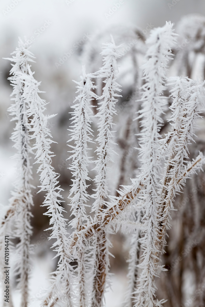 grass covered with frost and snow in winter