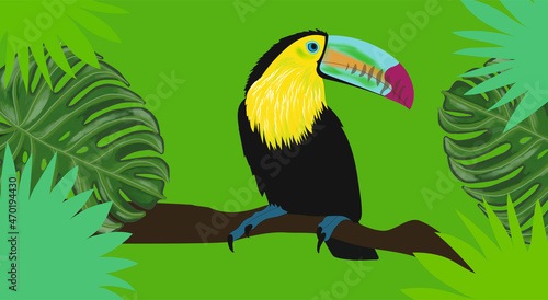 toucan in the forest
