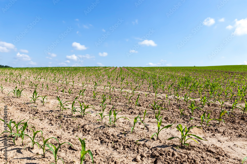 green young corn on an agricultural field in the spring season