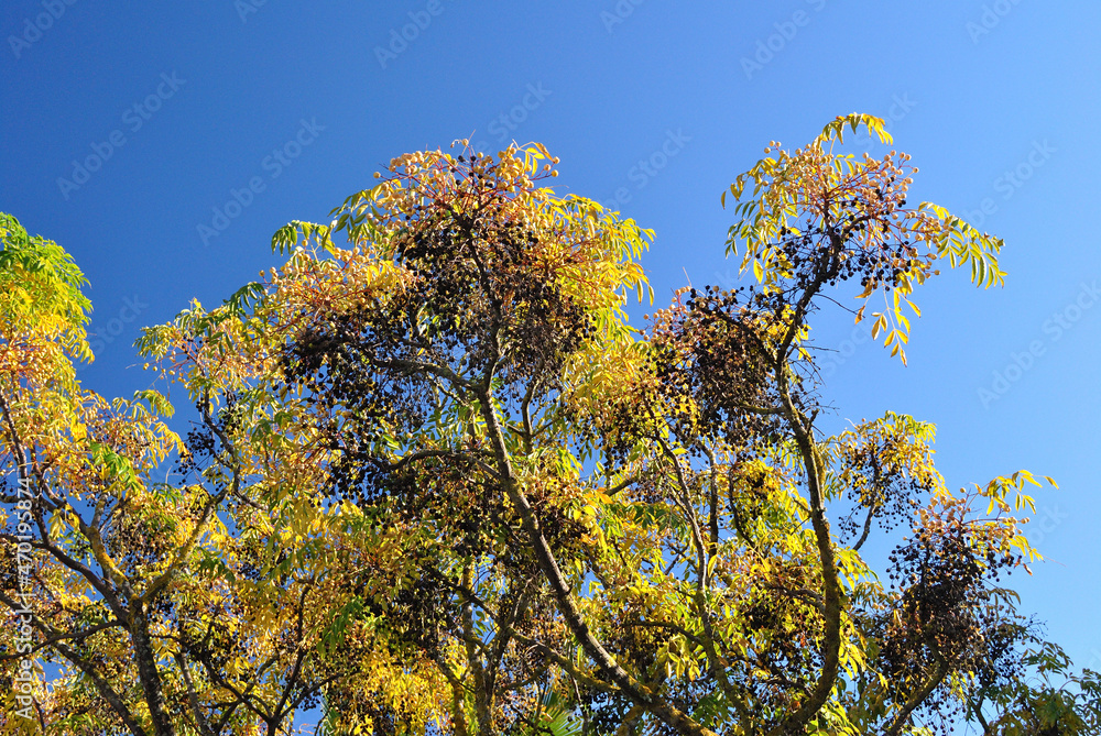 Fototapeta premium Leafy Tree Heavy with Seed seen against Blue Sky