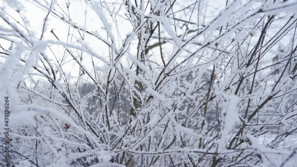 Frozen tree branches dolly slide. Branches in the snow in winter Frozen tree branches dolly slide. Branches in the snow in winter