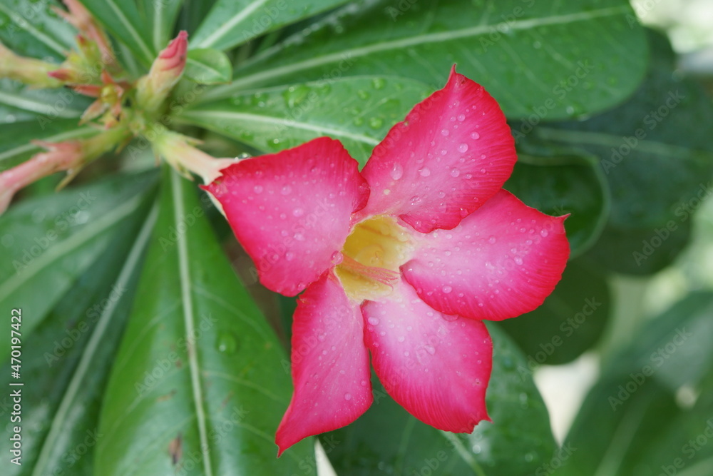 温室に咲く赤い花のアデニウム オベスム Stock Photo Adobe Stock