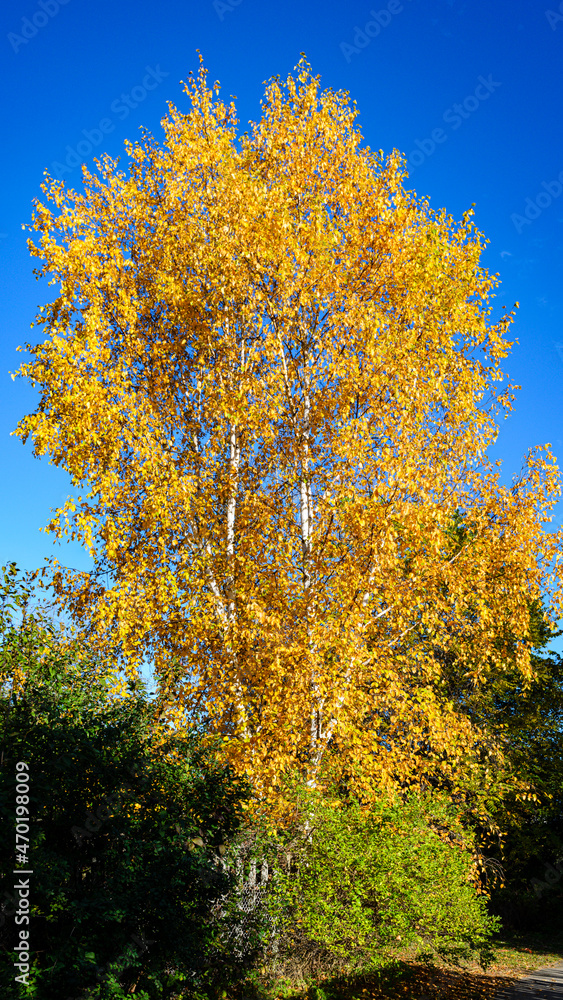 White Birch tree with bright yellow leaves against a blue sky