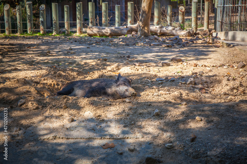 Wild pigs in zoo. Madrid, Spain. Picture taken – 26 September 2021. photo