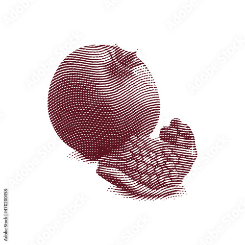 Engraved garnet fruit illustration concept