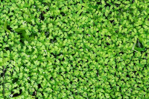 Quadro em tela Lemna minor leaves on water surface. Close up view.