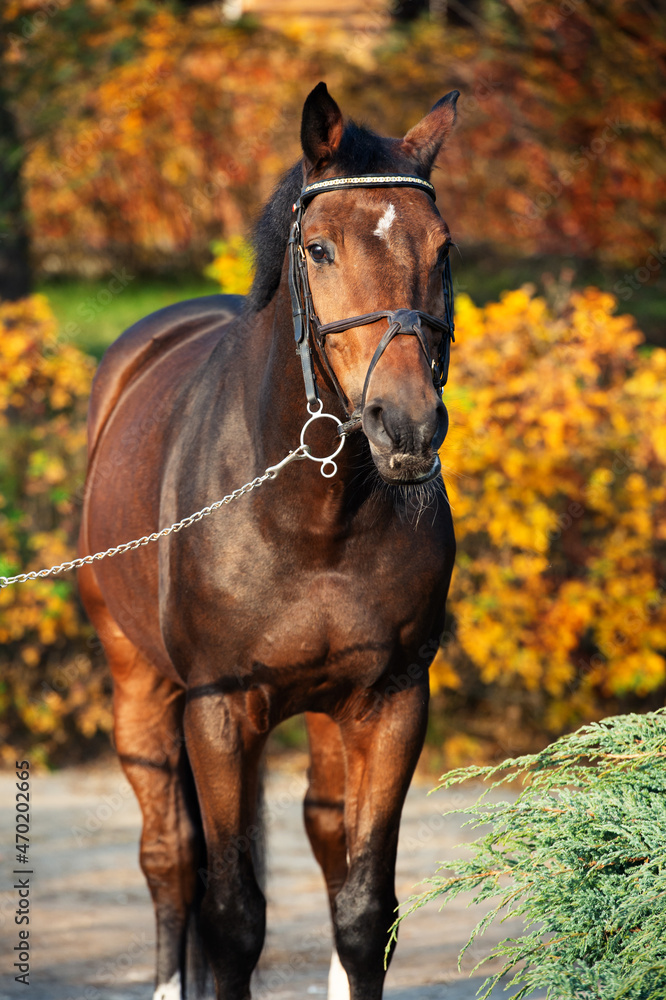 Obraz premium portrait of sportive warmblood horse posing against stable in beautiful garden. autumn time