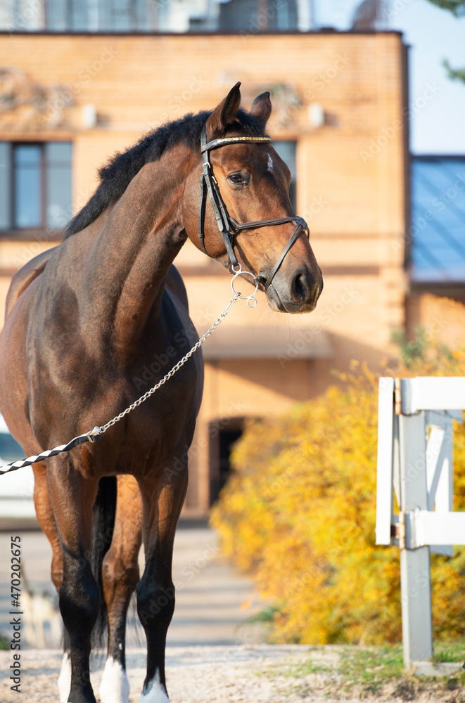 Obraz premium portrait of sportive warmblood horse at stable background. fall season