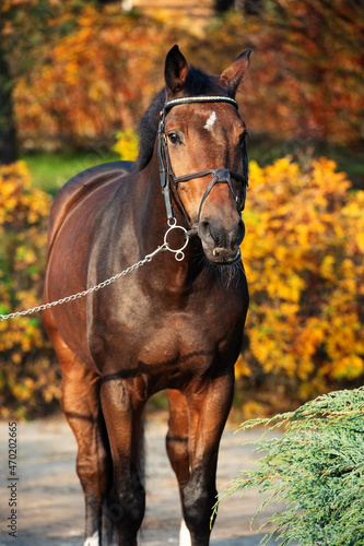  portrait of sportive warmblood horse posing against stable in beautiful garden. autumn time
