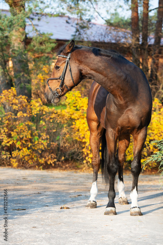  sportive warmblood horse posing in beautiful stable garden. fall season