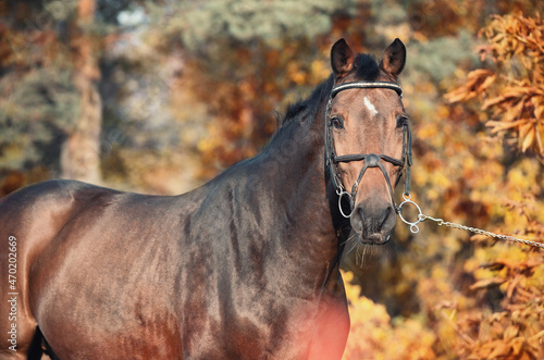 portrait of sportive warmblood horse posing in beautiful stable garden. fall season