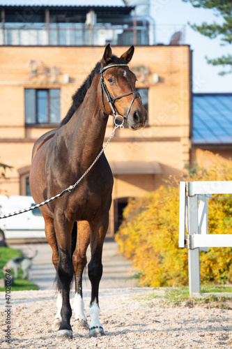 portrait of sportive warmblood horse at stable background. fall season