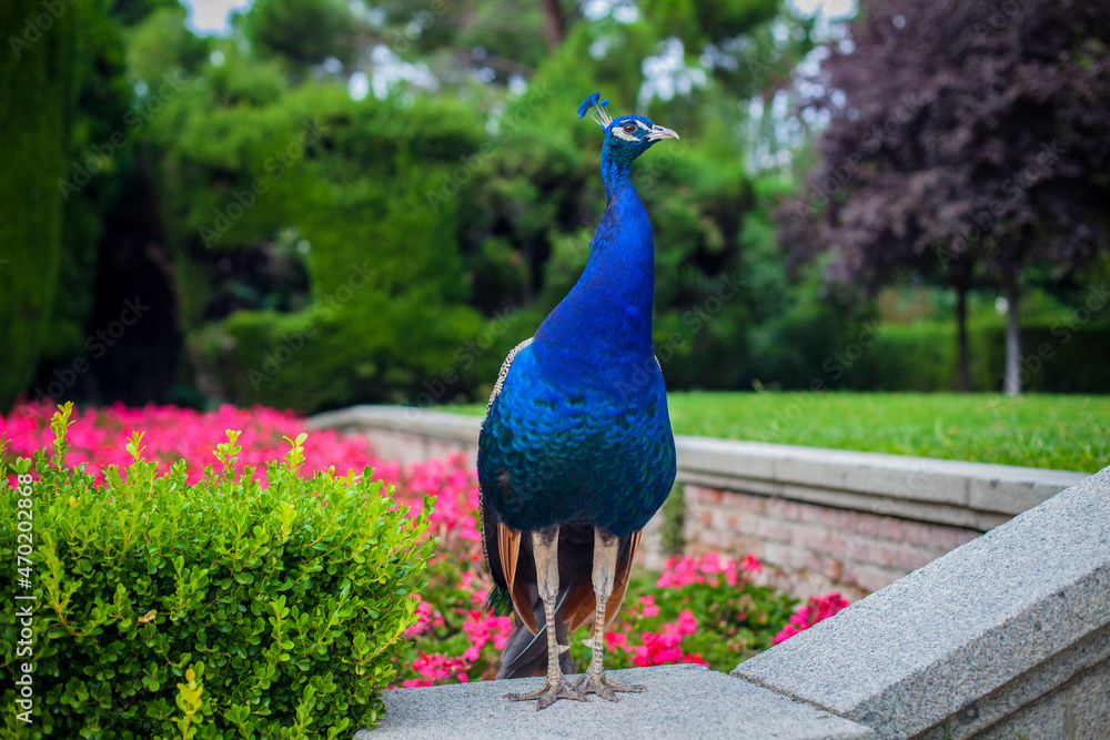 Fototapeta premium Peacock in a public park, (Retiro Park), Madrid. Picture taken – 26 September 2021.