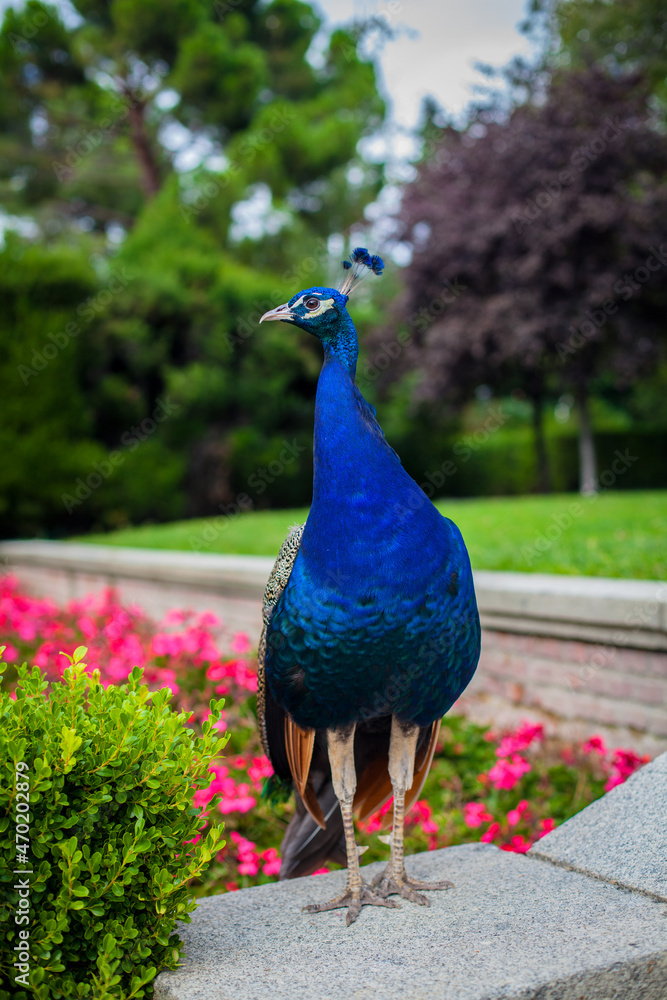 Peacock in a public park, (Retiro Park), Madrid. Picture taken – 26 September 2021. Peacock in a public park, (Retiro Park), Madrid. Picture taken – 26 September 2021.