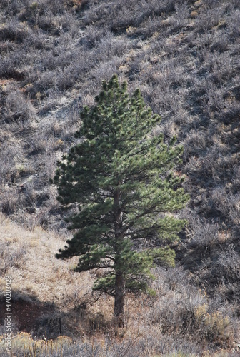 Lonely pinetree in the Colorado Rockies photo