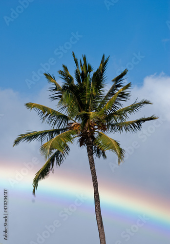 Palm and rainbow