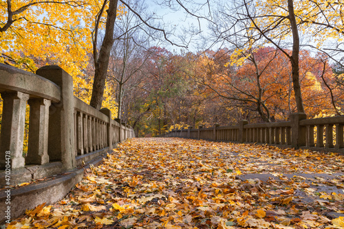 Leaf covered path. photo