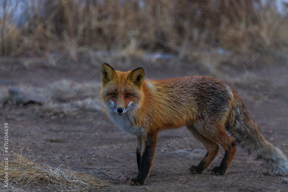 A wild red fox stands among the dry grass in the early morning. The fox looks at the camera. A wild red fox stands among the dry grass in the early morning. The fox looks at the camera.