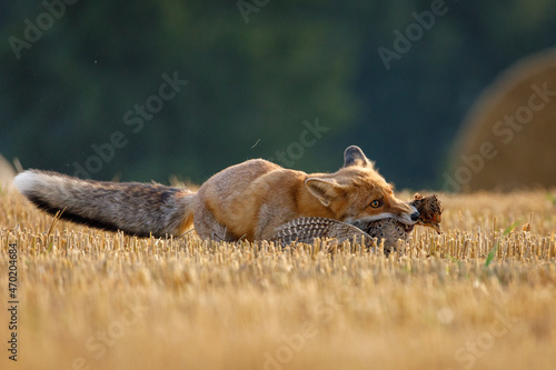 Hunting fox. Red fox, Vulpes vulpes, holding caught killed pheasant. Wild fox with prey on field after corn harvest. Dramatic wildlife scene. Summer nature. Beast in habitat. Orange fur coat animal.