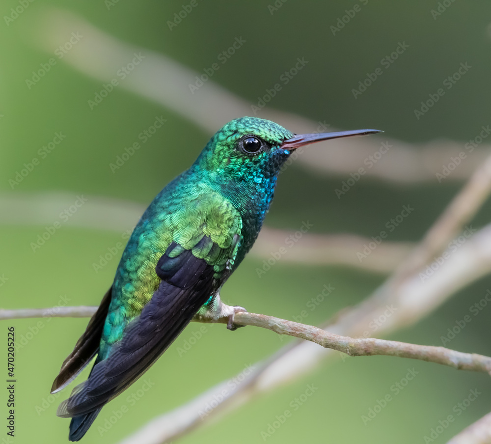 Fototapeta premium Blue-Chinned Sapphire,(chlorestes notatus), brightly colored bird showing the fine feather detail perched on a branch with good lighting in the tropical forested areas of Trinidad West Indies