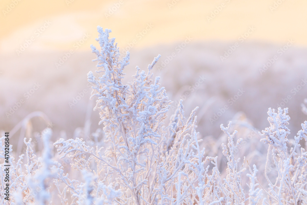 Inium-covered dried grass at dawn. Frozen grass in the field. Inium-covered dried grass at dawn. Frozen grass in the field.