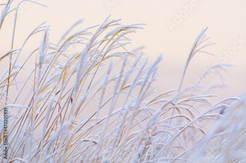 Inium-covered dried grass at dawn. Frozen grass in the field.