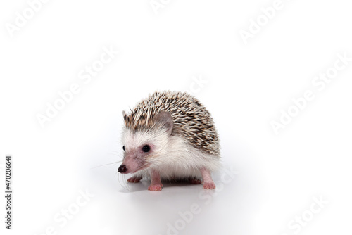 An African cute hedgehog with brown spines and needles on its back stomps on a white isolated background