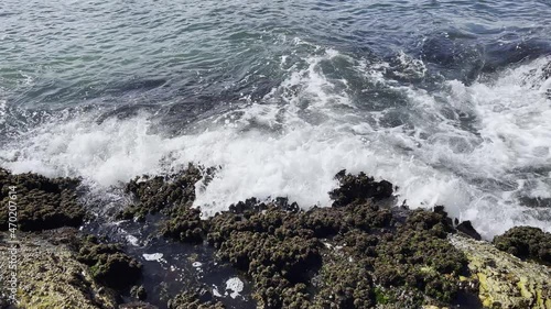 A view of the intertidal ecosystem of rock platform showing a wave breaking across the different types of exposed plants, cunjevoi and sea squirts. on the east coast, Australian. photo