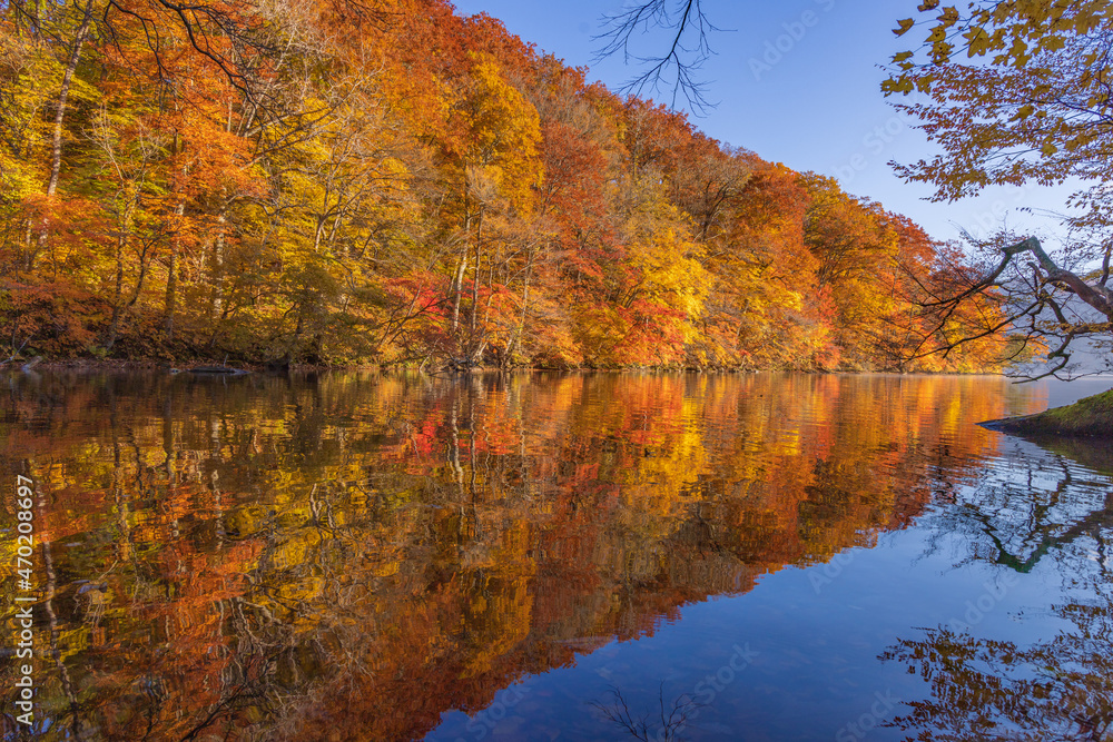 Fototapeta premium autumn leaves reflected in water