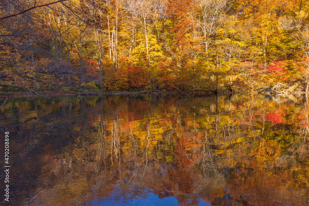 Naklejka premium autumn leaves reflected in water