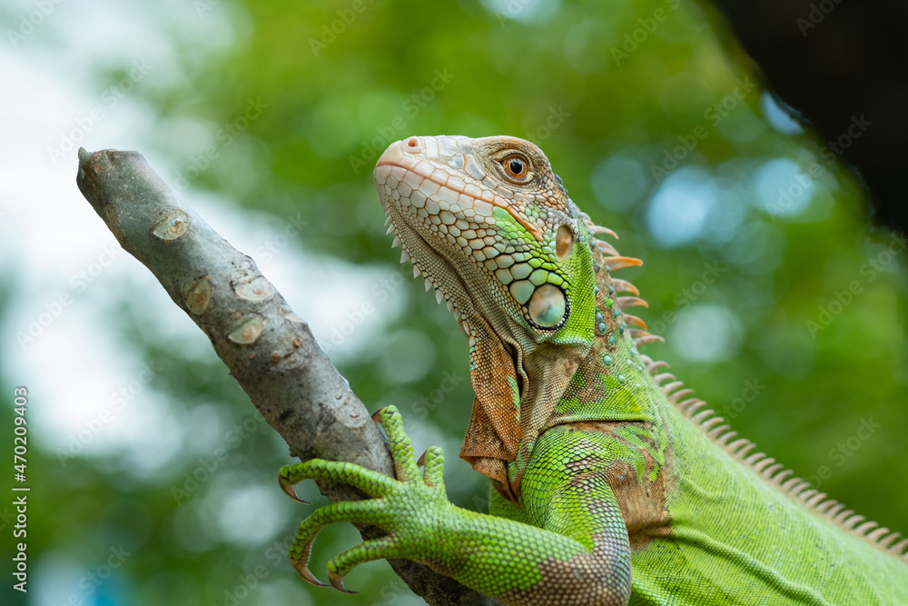 Fototapeta premium lizard, animal, green lizard with blur background